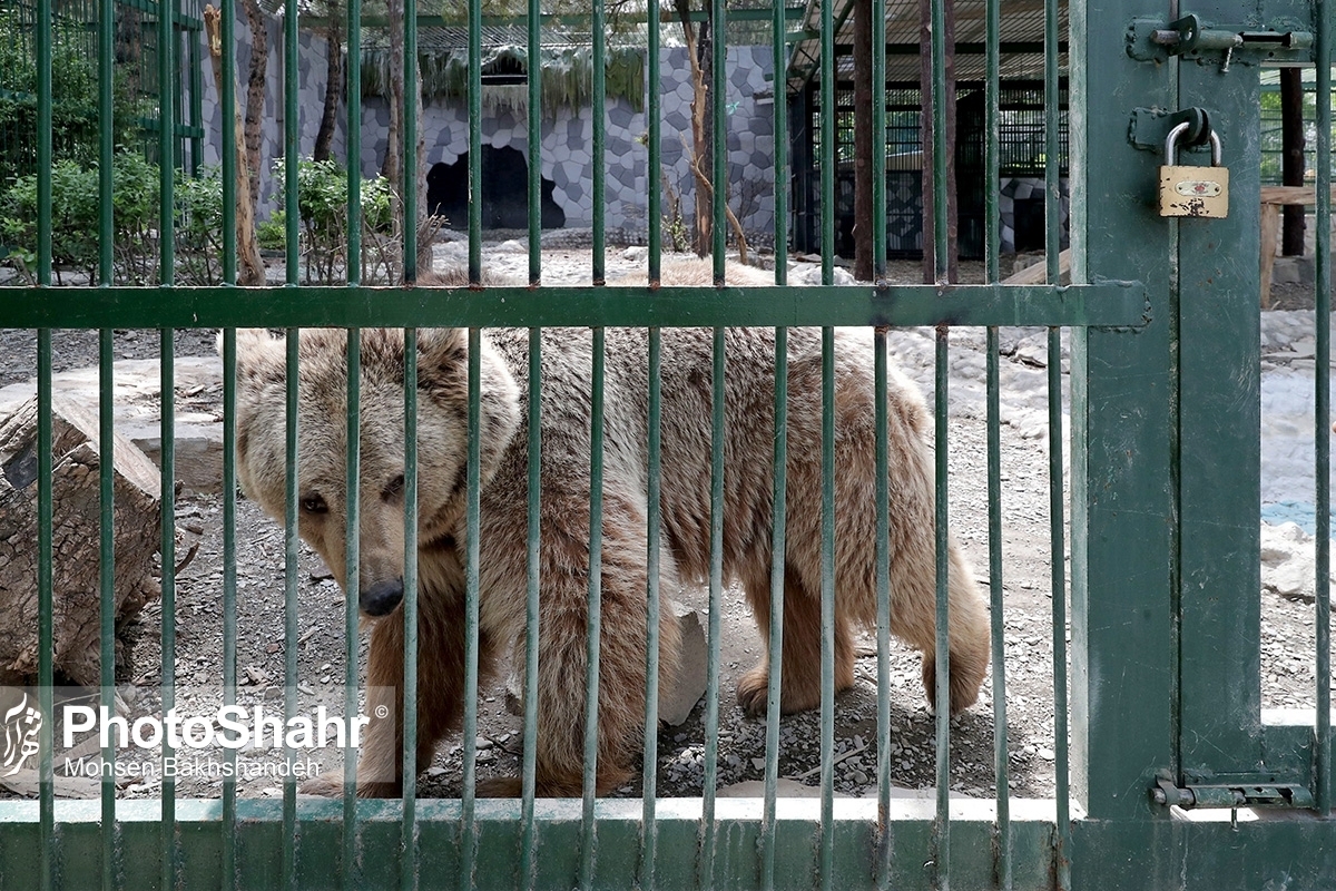 توضیحات رئیس سازمان حفاظت محیط زیست در مورد حیوانات باغ وحش مشهد + فیلم
