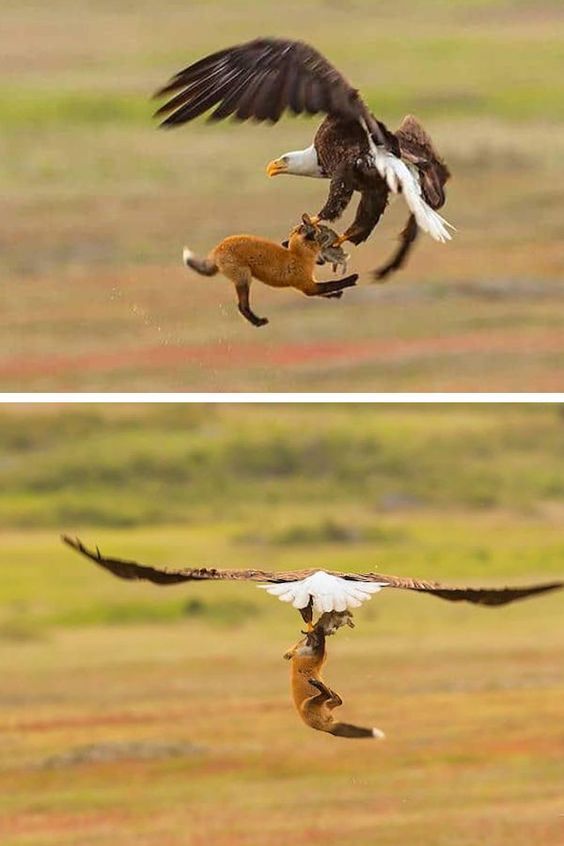 تصاویری از شکارهای حیرت‌انگیز در آسمان
