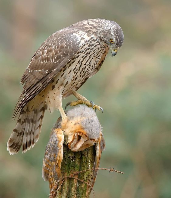 تصاویری از شکارهای حیرت‌انگیز در آسمان