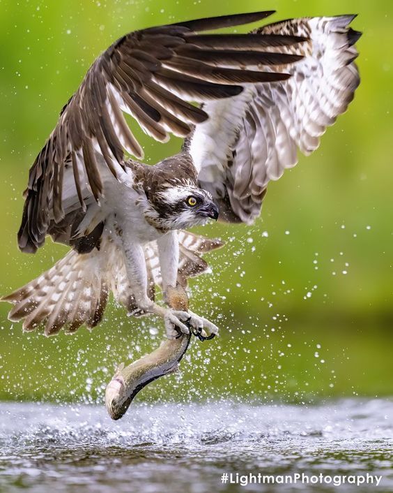 تصاویری از شکارهای حیرت‌انگیز در آسمان