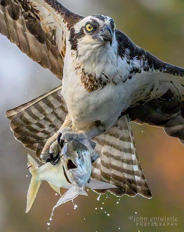 تصاویری از شکارهای حیرت‌انگیز در آسمان