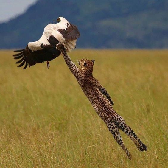 تصاویری از شکارهای حیرت‌انگیز در آسمان