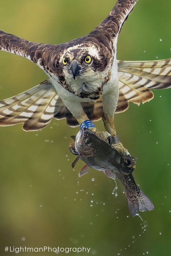 تصاویری از شکارهای حیرت‌انگیز در آسمان