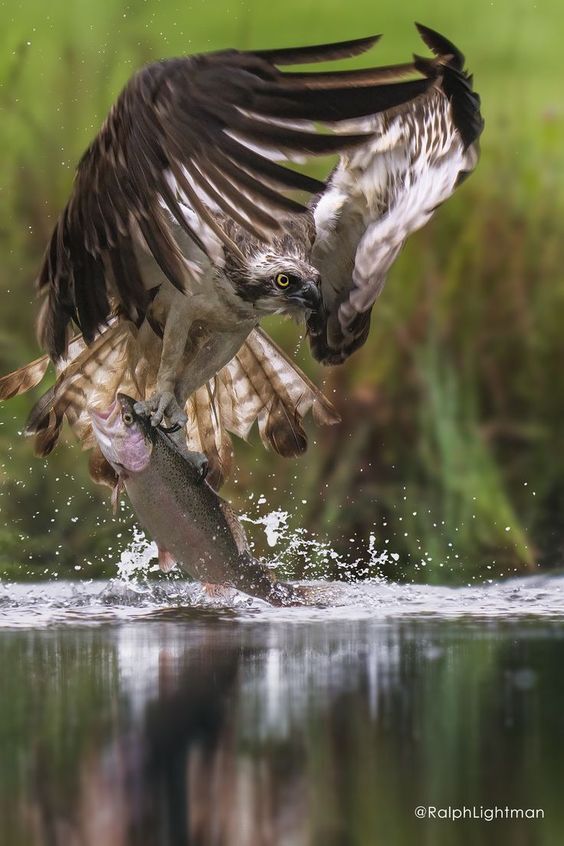 تصاویری از شکارهای حیرت‌انگیز در آسمان
