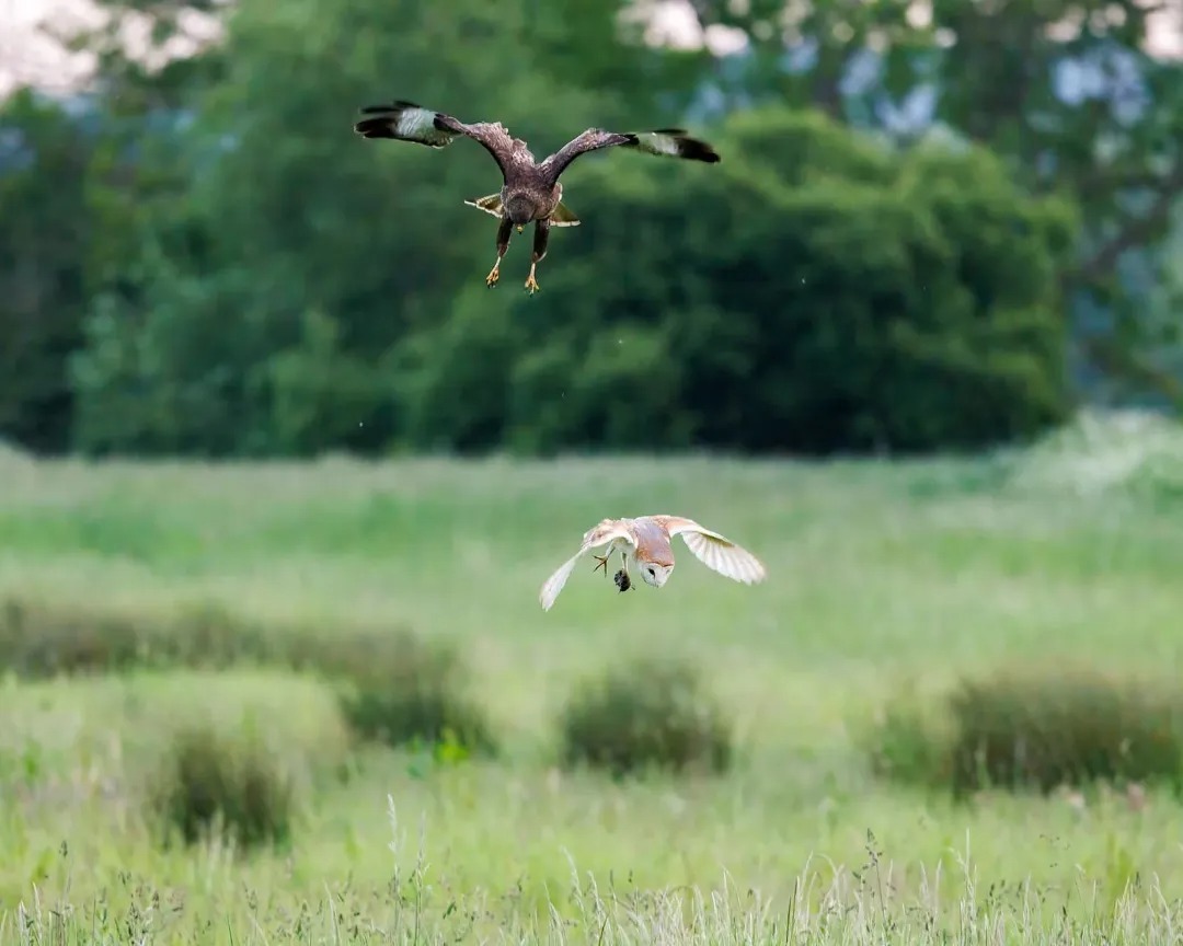 تصاویری از شکارهای حیرت‌انگیز در آسمان