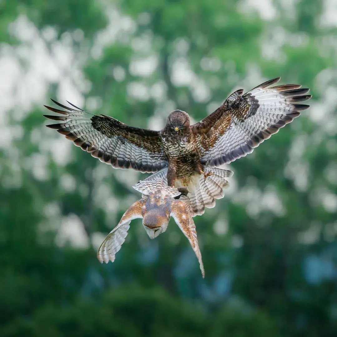 تصاویری از شکارهای حیرت‌انگیز در آسمان