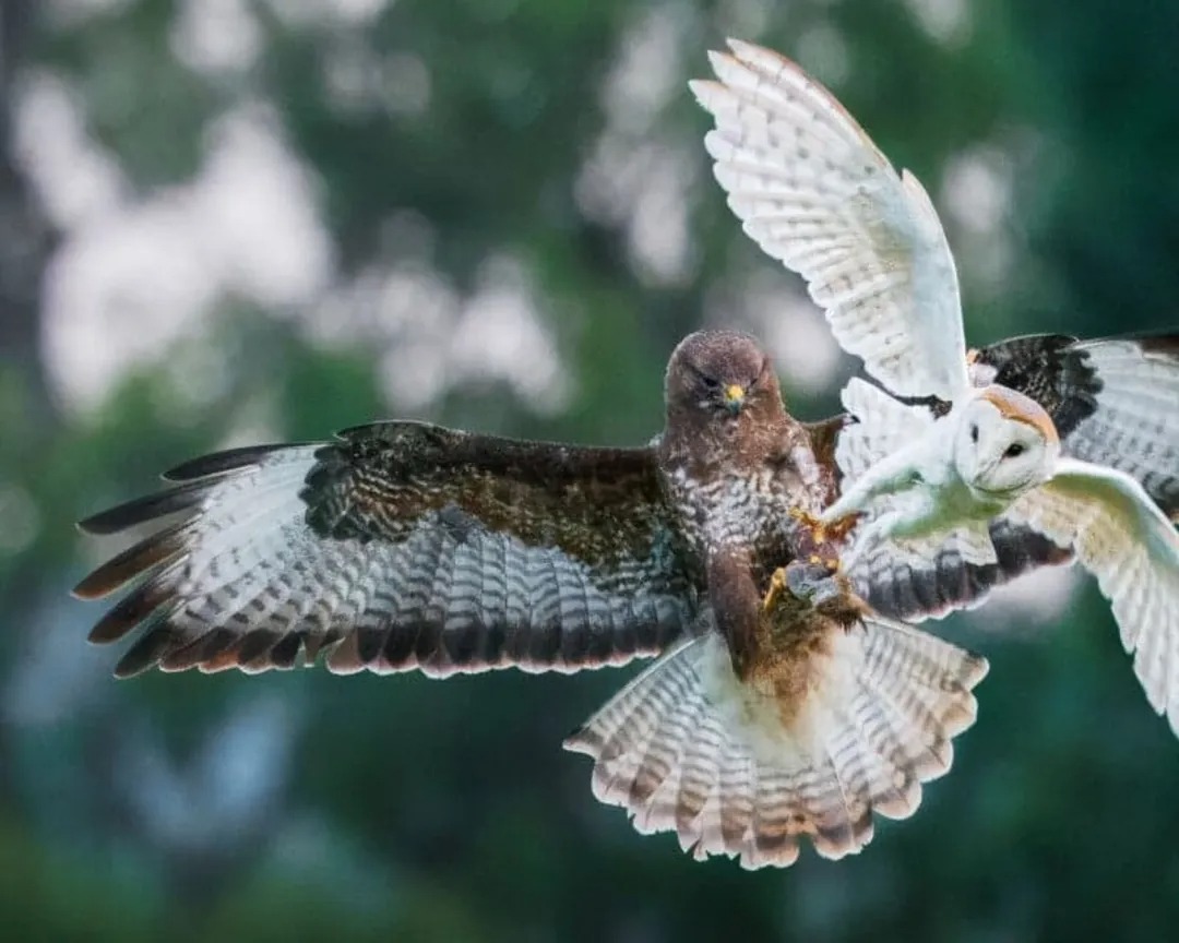 تصاویری از شکارهای حیرت‌انگیز در آسمان
