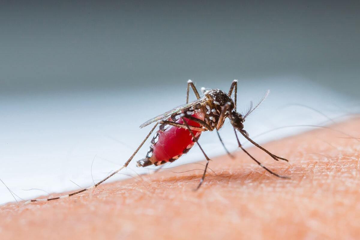 یک مورد ابتلا به مالاریا در نیشابور ثبت شد