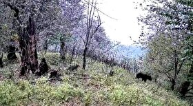 ویدئو| گلّه خرس‌ها در ارتفاعات شرق گیلان