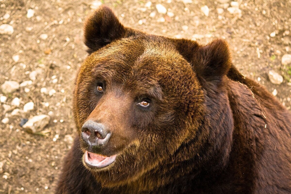 ویدئو| مشاهده خرس قهوه‌ای در ییلاقات تالش