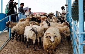 قیمت هر کیلو گوشت دام زنده در عید قربان در بازار تهران چقدر شد؟ (۲۸ خرداد ۱۴۰۳)