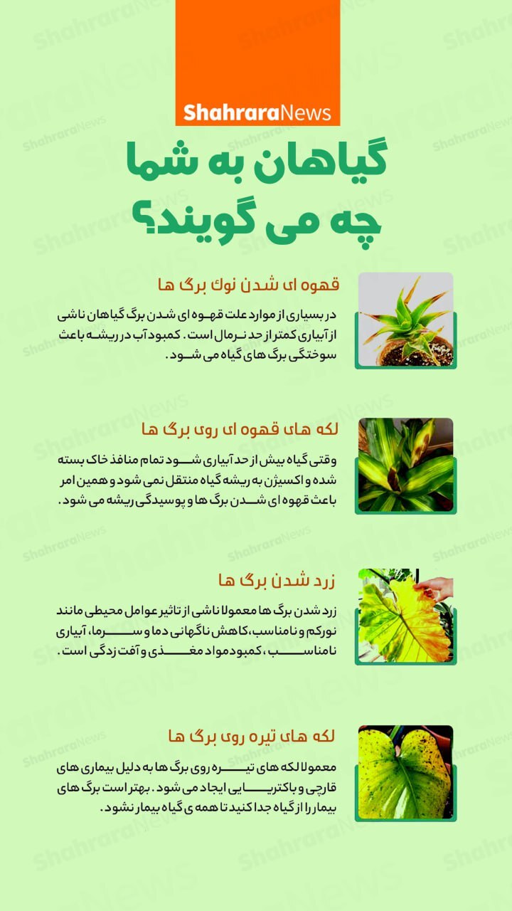 اینفوگرافی| گیاهان به شما چه می‌گویند؟