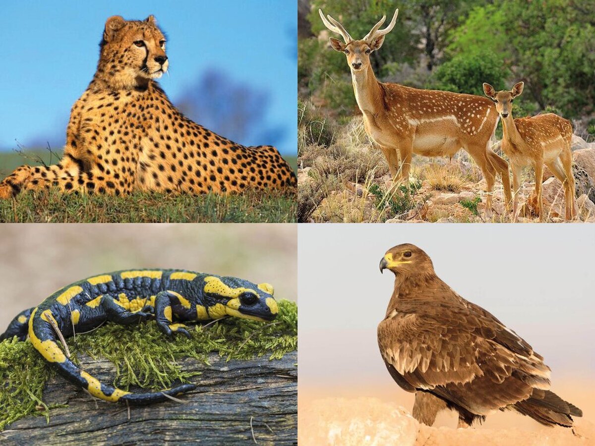 زنگ خطر انقراض ۸۶ گونه جانوری در ایران