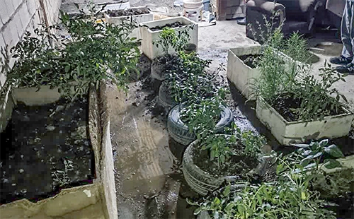 کلت شاه کش، سرنخ کشف مزرعه گراس کلت شاه کش، سرنخ کشف مزرعه گراس