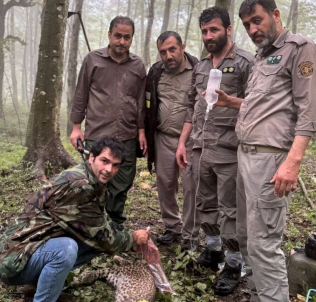 یک قلاده توله پلنگ در نکا نجات یافت (۱۳ مرداد ۱۴۰۳) + عکس یک قلاده توله پلنگ در نکا نجات یافت (۱۳ مرداد ۱۴۰۳) + عکس