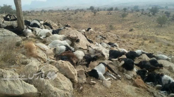 حمله درندگان و سقوط و تلف شدن ۱۳۰ راس گوسفند در کلات (۱۶ شهریور ۱۴۰۳) حمله درندگان و سقوط و تلف شدن ۱۳۰ راس گوسفند در کلات (۱۶ شهریور ۱۴۰۳)