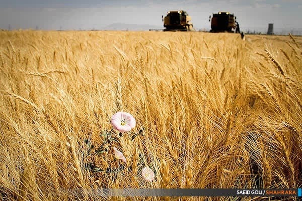 نرخ خرید تضمینی گندم در سال ۱۴۰۳ تصویب شد+جزئیات