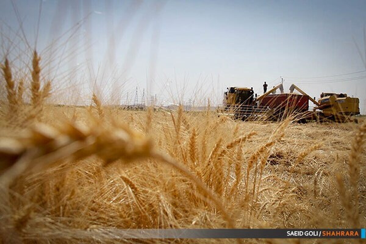 وزارت جهاد کشاورزی: بیش از ۱۶۰ هزار میلیادر تومان به حساب گندمکاران واریز شد