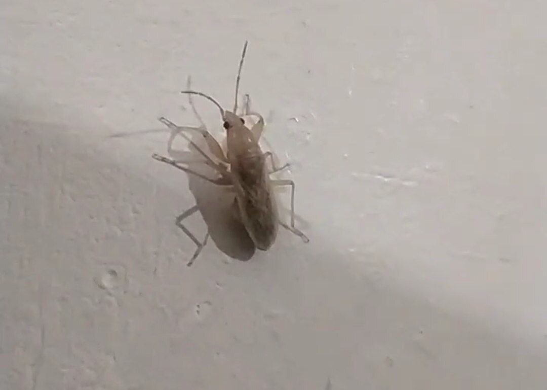 حشره سِنَک چیست و آیا برای انسان خطر دارد؟ + عکس حشره سِنَک چیست و آیا برای انسان خطر دارد؟ + عکس