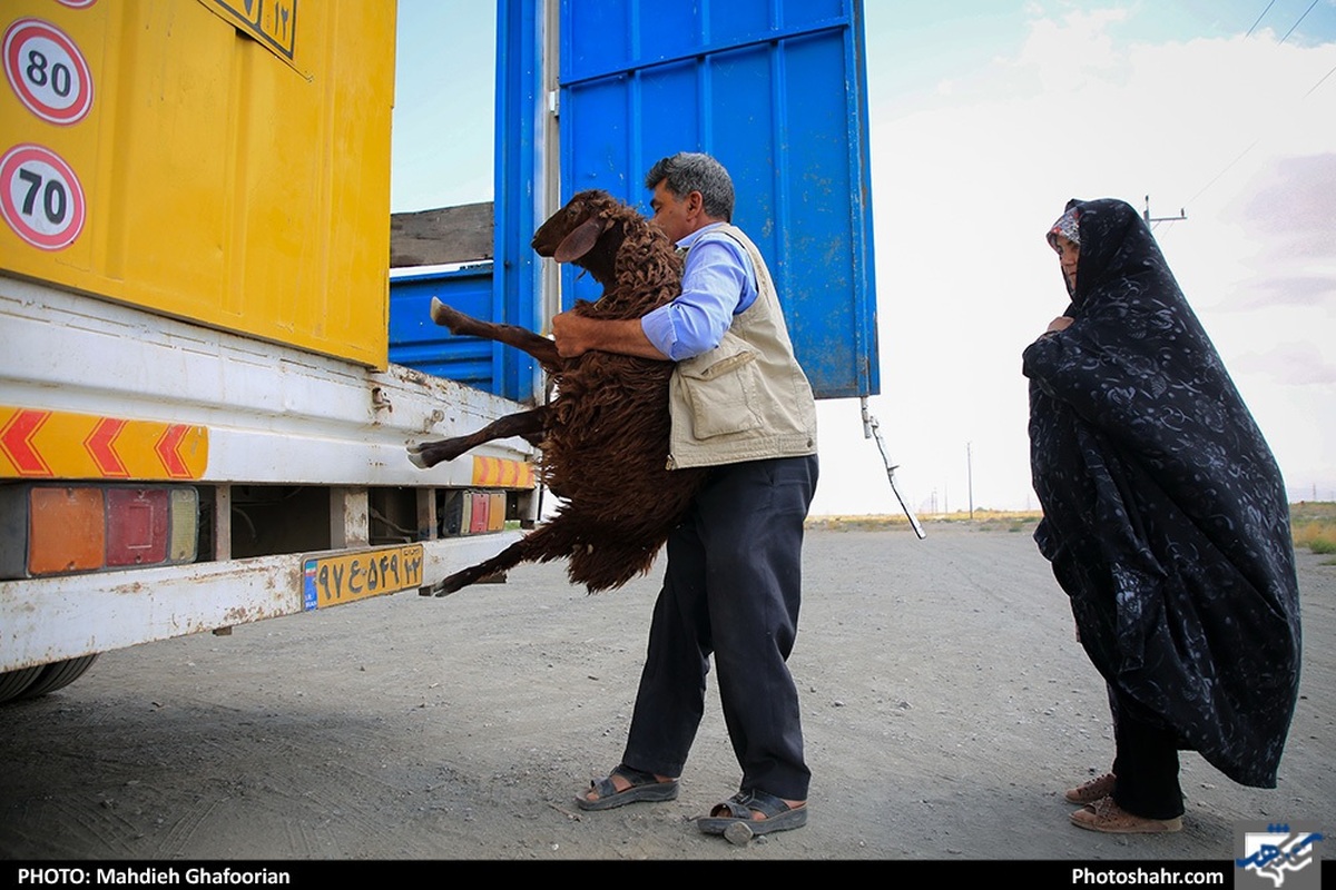 نظارت ۲۲۴ تیم دامپزشکی خراسان‌رضوی بر ذبح دام در دهه پایانی صفر ۱۴۰۳