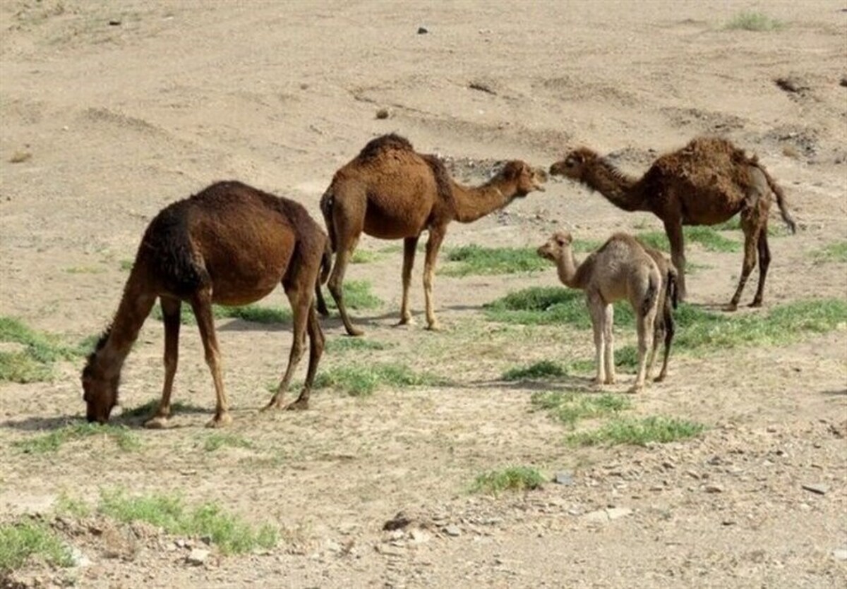 تفاوت قیمت گوشت گوسفندی و شتر چقدر است؟ | استفاده از فراورده‌های شتر نیاز به فرهنگ‌سازی دارد