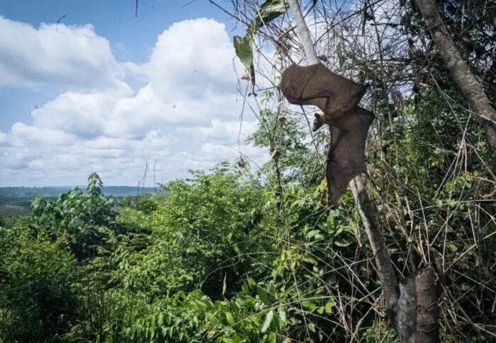 خفاشها را خانه خراب نکنیم خفاشها را خانه خراب نکنیم