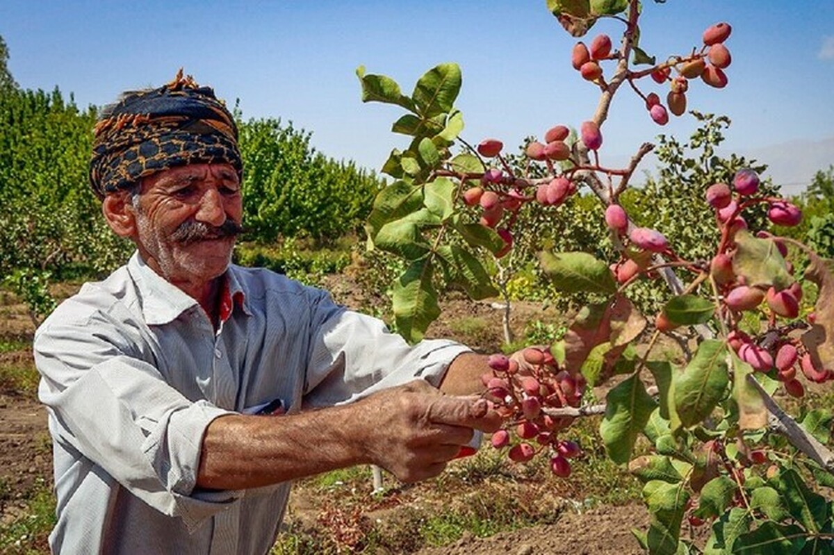 برداشت بیش از ۵ هزار تن پسته از باغات شهرستان نیشابور