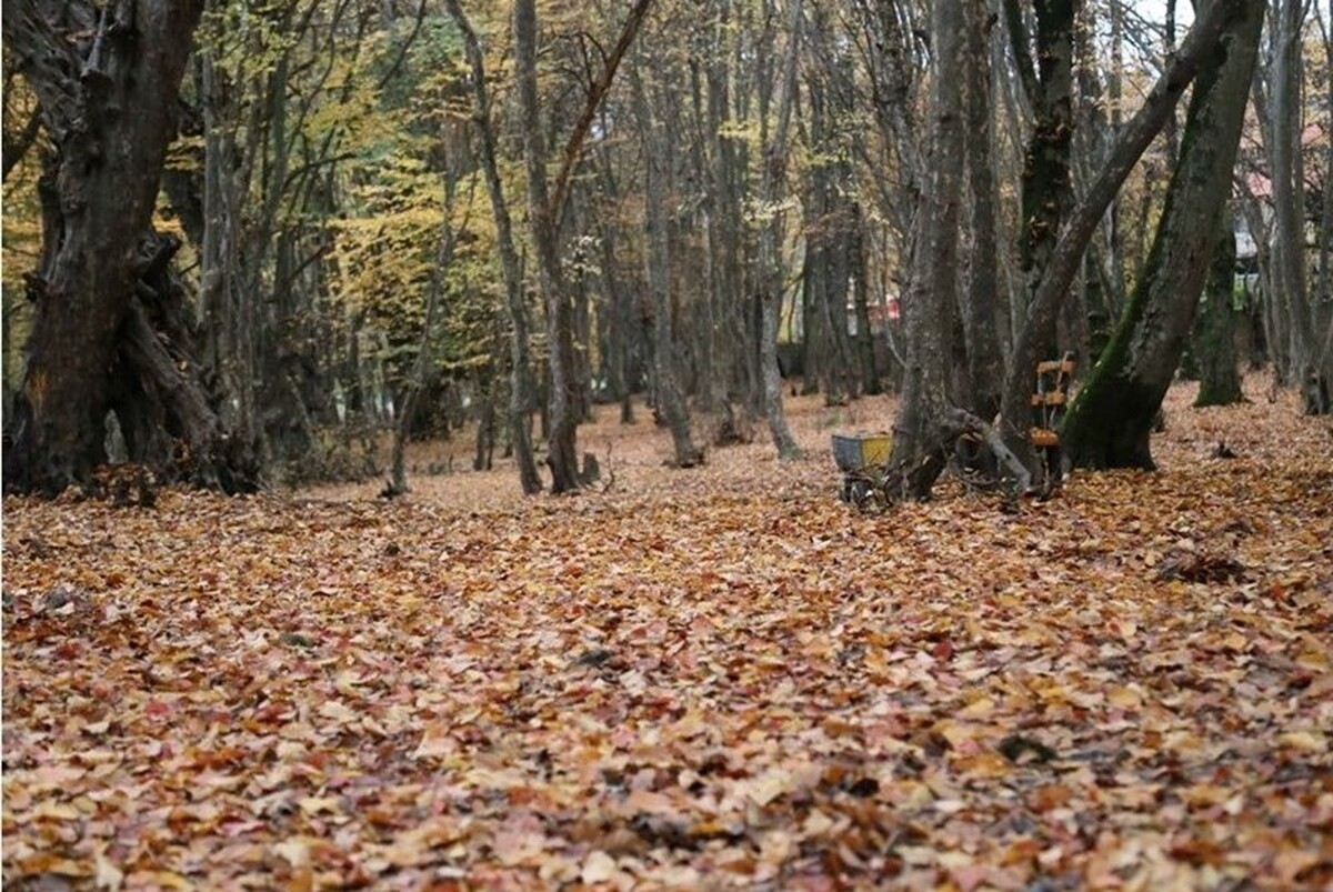 پاییز رنگارنگ ایران را در قاب ویدئو مشاهده کنید.