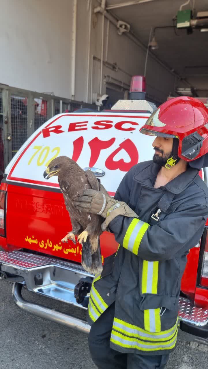 زنده گیری پرنده شکاری توسط آتش نشانان مشهدی (شنبه ۲۸ مهر ۱۴۰۳) زنده گیری پرنده شکاری توسط آتش نشانان مشهدی (شنبه ۲۸ مهر ۱۴۰۳)