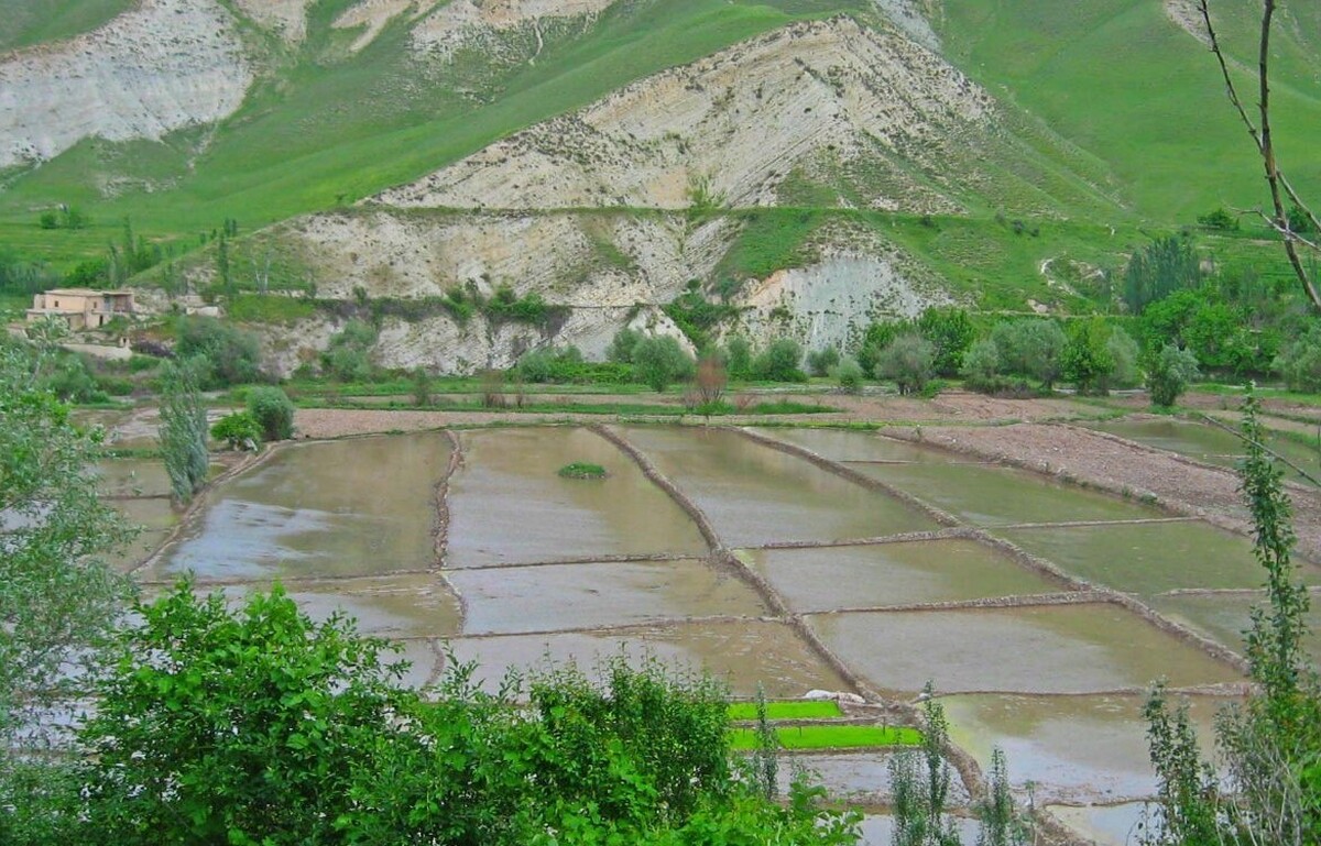 مدیر امور زراعت سازمان جهاد کشاورزی خراسان رضوی گفت: برداشت محصول باکیفیت برنج از شالیزار‌های زیر کشت در شهرستان‌های کلات و درگز آغاز شد.