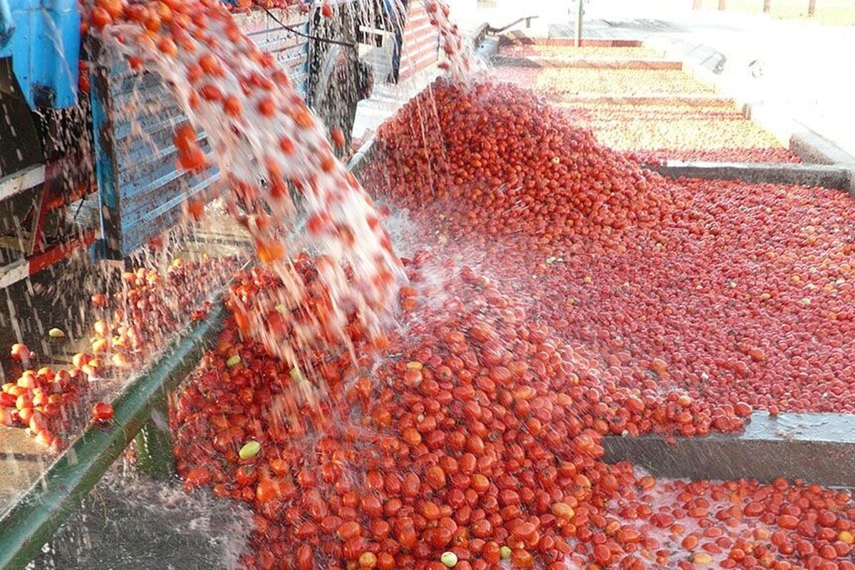 با رب‌گیری در میادین میوه برخورد می‌شود