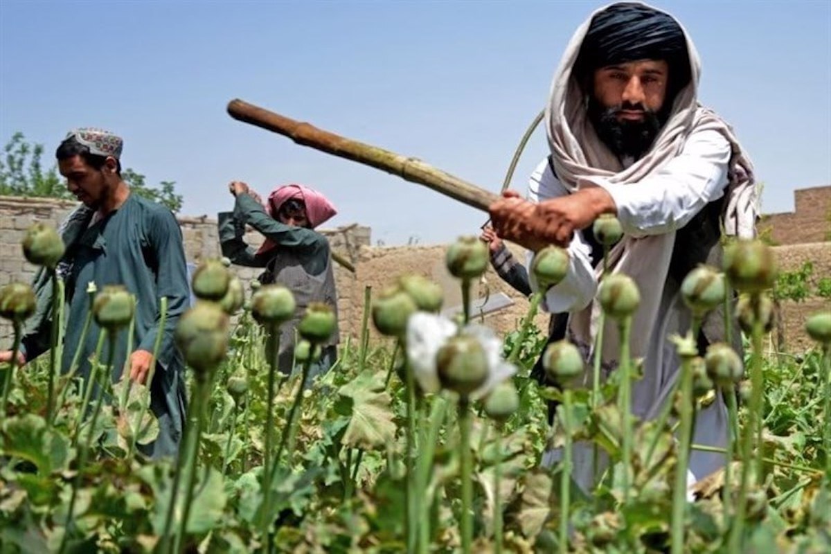 سخنگوی وزارت کشور طالبان: افزایش کشت خشخاش در افغانستان دروغ است