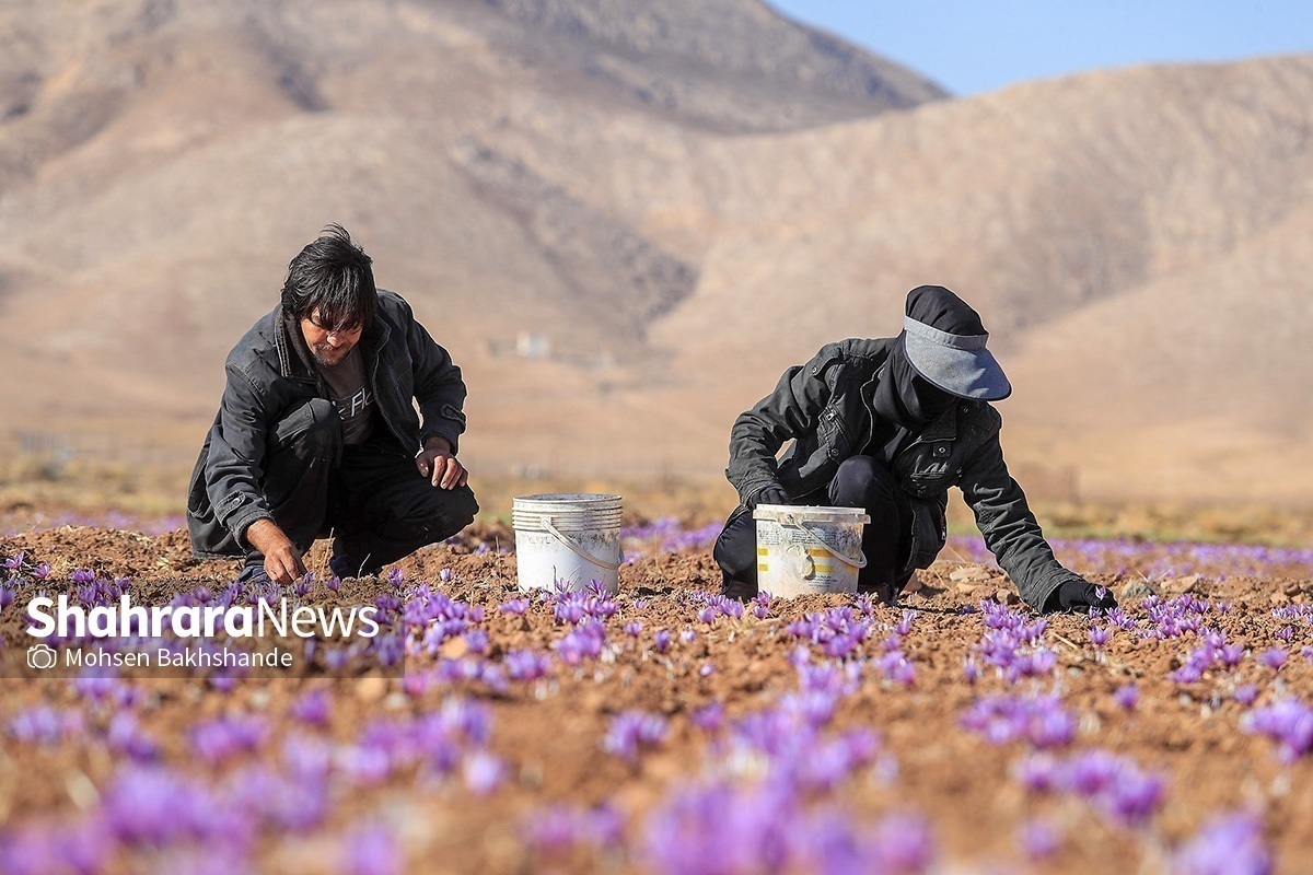 نخستین همایش نکوداشت روز ملی زعفران با حضور استاندار خراسان رضوی، رؤسای اتحادیه‌های اصناف و فعالان اقتصادی در تالار همایش‌های اتاق بازرگانی خراسان رضوی برگزار شد.