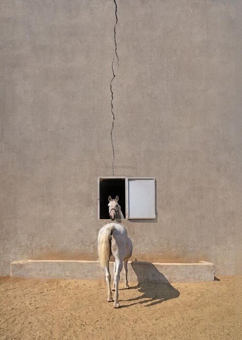 ابوالقاسم خوشرو به عنوان یکی از ۱۰ عکاس برتر جهان انتخاب شد ابوالقاسم خوشرو به عنوان یکی از ۱۰ عکاس برتر جهان انتخاب شد