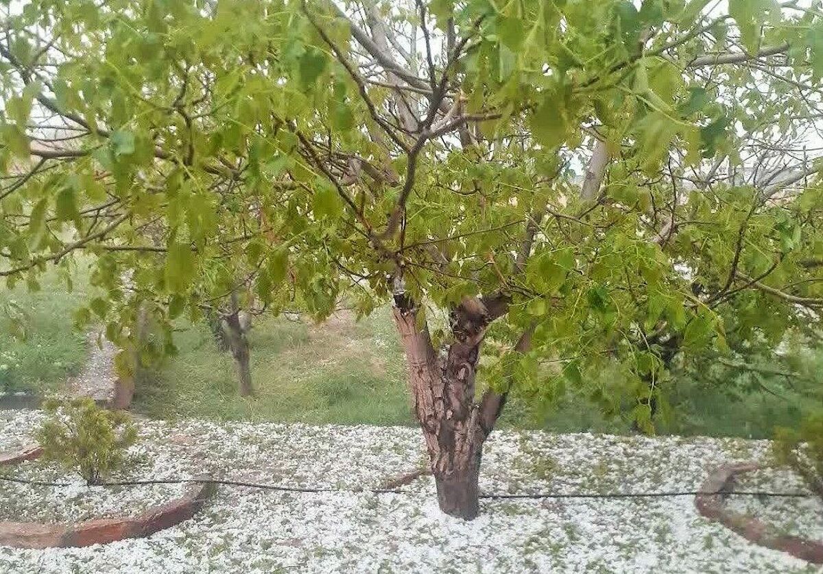 خسارت تگرگ به ۲۵۵ هکتار از باغ‌های فریمان در خراسان رضوی (۲۷ فروردین ۱۴۰۴)