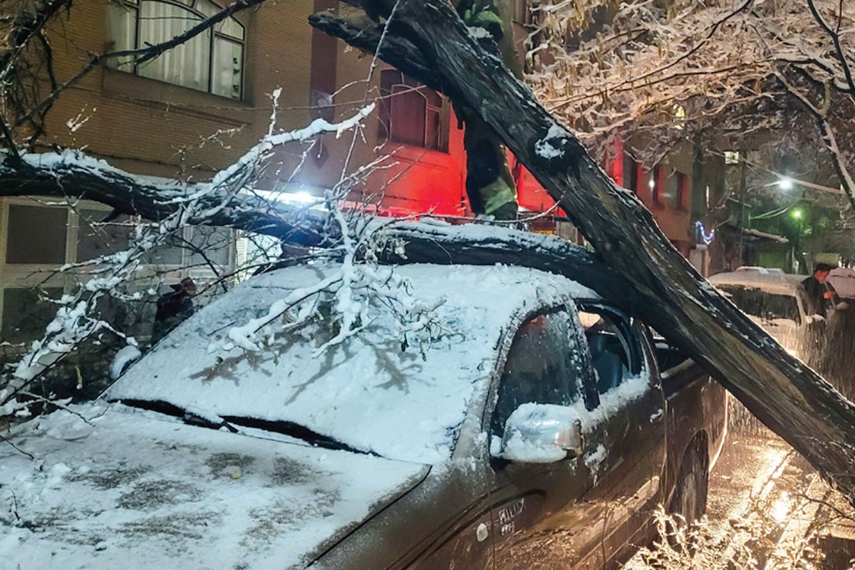 تماس با پلیس اولین اقدام برای دریافت خسارت ناشی از سقوط درخت