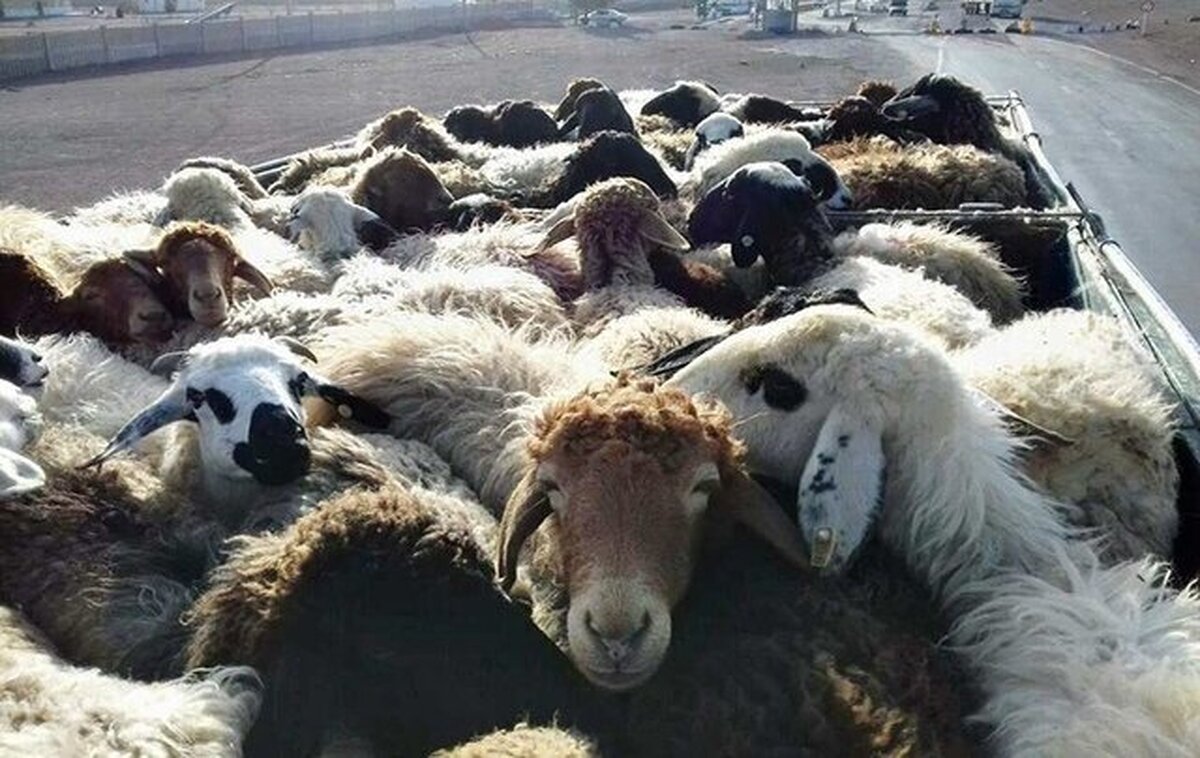 هشدار پلیس به دامداران: در فصل زمستان سرقت دام افزایش یافته است