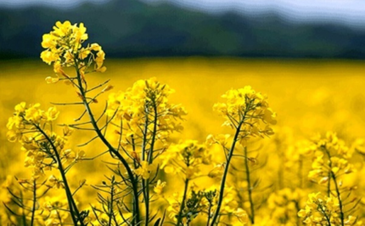 قیمت جدید خرید تضمینی دانه&zwnj;های روغنی اعلام شد (۲۵ دی ۱۴۰۴)