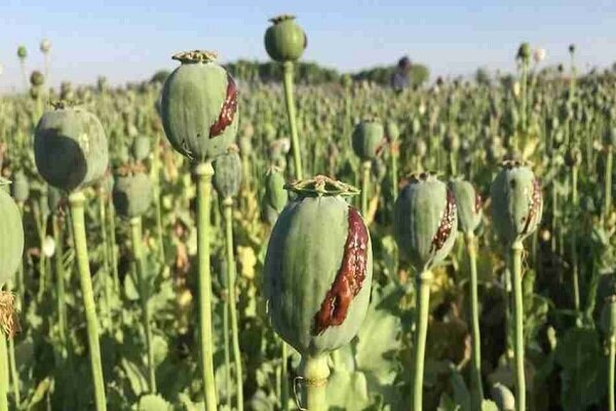 ورود مجلس به روند اجرای مصوبه کشت شقایق ایرانی