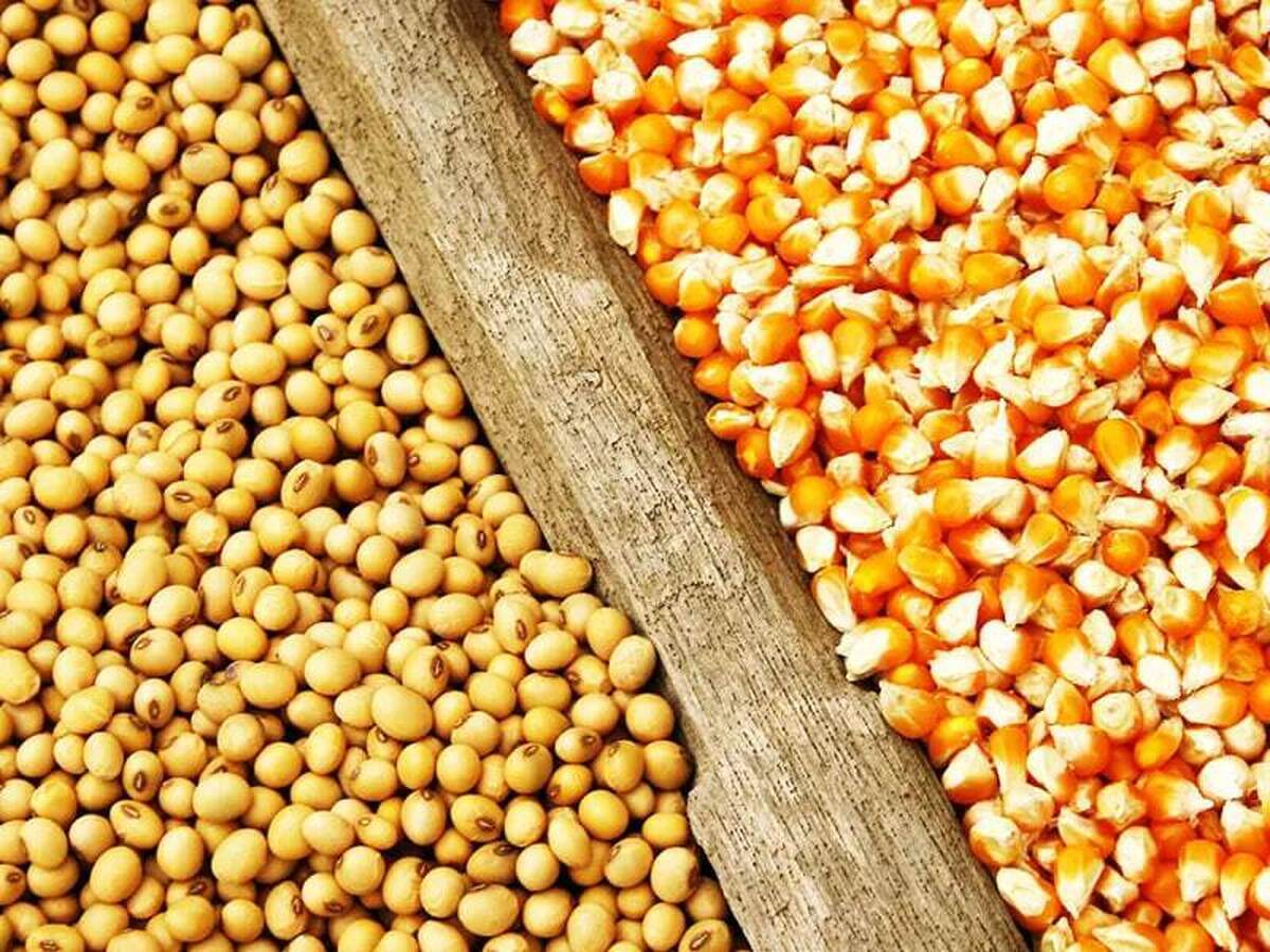 تسهیلات ویژه برای خرید نهاده به مرغداران خراسان رضوی اعطا می&zwnj;شود
