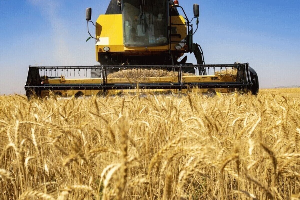 جزئیاتی از قیمت پیشنهادی گندم
