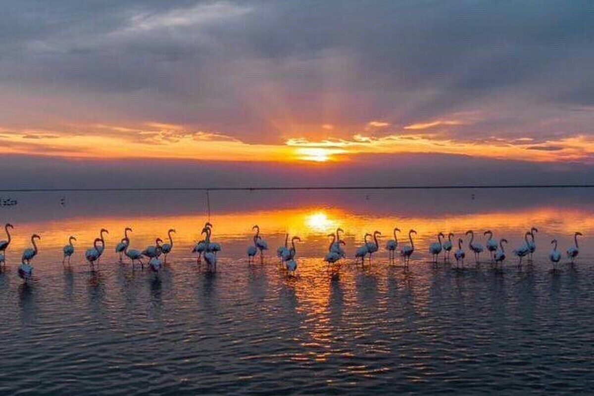 ویدئو| نمایی دیدنی از غروب میانکاله