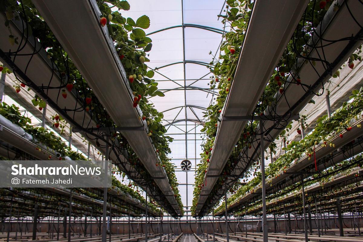 ۴۷ درصد از گلخانه‌های استان، غیرفعال هستند | خراسان رضوی، قطب جدید کنترل کیفیت میعانات گازی می‌شود