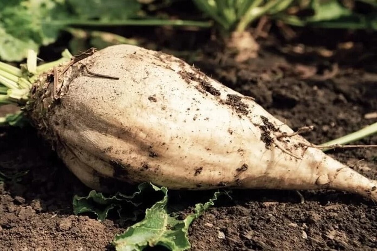 خراسان رضوی، دومین استان کشور در کشت و تولید چغندرقند بهاره