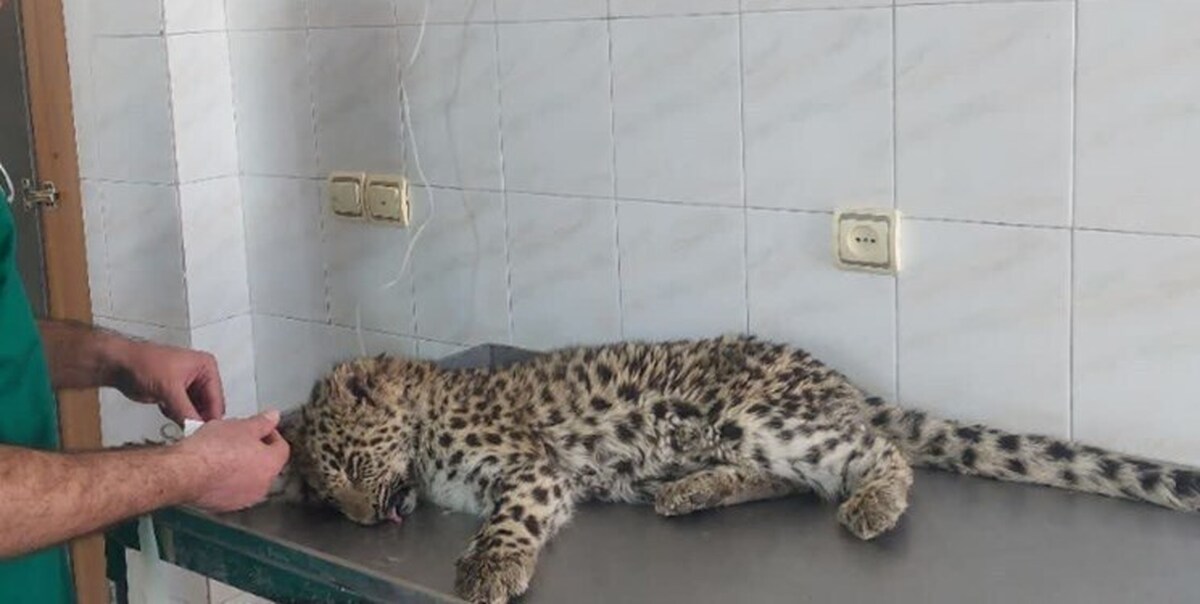 زند&zwnj;ه&zwnj;گیری یک پلنگ سرگردان در محدوده شهری شهمیرزاد سمنان (۷ دی ۱۴۰۴)