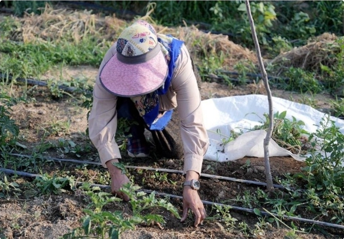 مستند تلویزیونی زندگی پر فراز و نشیب بانوی کارآفرین برتر روستایی (۱۷ بهمن ۱۴۰۴)