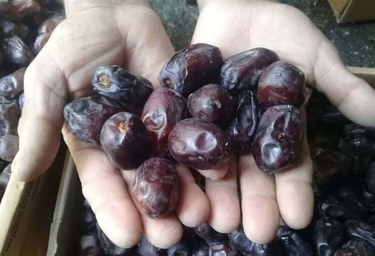 آغاز توزیع ۷۰ تن خرما در خراسان رضوی به&zwnj;مناسبت ماه رمضان ۱۴۰۴