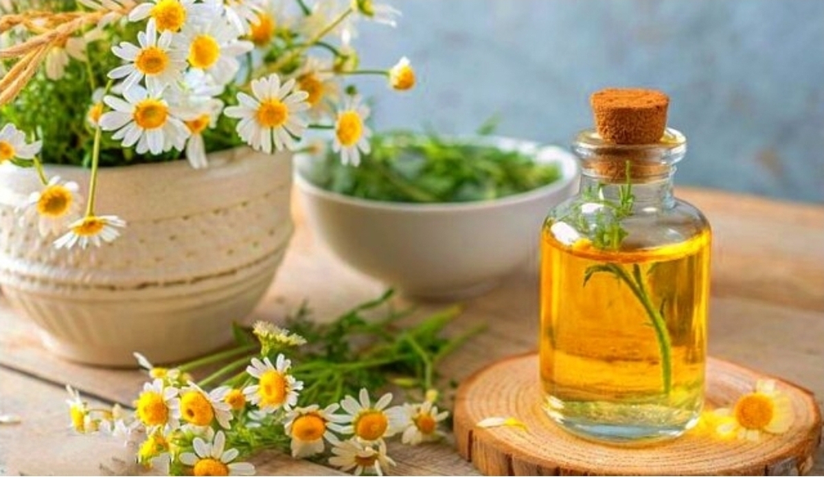 بابونه، گیاهی دارویی مناسب برای رفع بیماری&zwnj;های زنانه