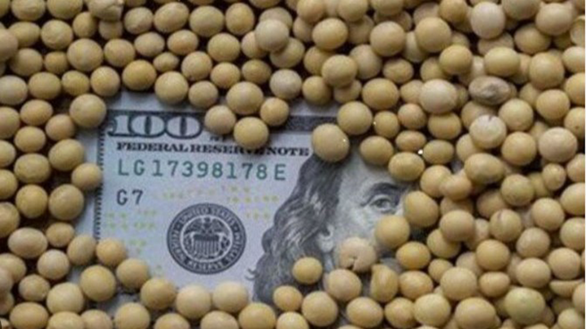 پایان رژیم آمریکایی گاوهای ایرانی| جایگزینی تاریخی با گیاهان بومی برای صرفه&zwnj;جویی ۷ میلیارد دلاری