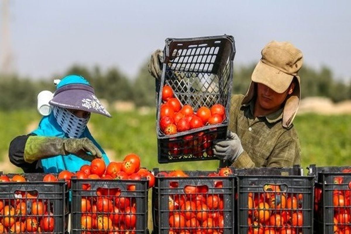 صادرات تخم‌مرغ، گوجه، خرما و سیب‌زمینی ممنوع شد